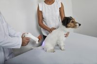 Terapia ferite cane | BluVET fotobiomodulazione con luce blu