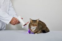 Terapia ferite gatto | BluVET fotobiomodulazione con luce blu