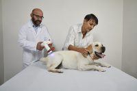 Terapia ferite cane | BluVET fotobiomodulazione con luce blu