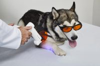 Terapia prurito cane | BluVET fotobiomodulazione con Led luce blu