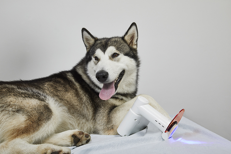 Terapia prurito cane | BluVET fotobiomodulazione con luce blu