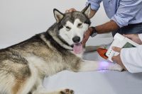 Terapia ferite cane | BluVET fotobiomodulazione con luce blu