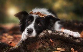 Border collie